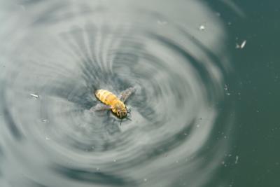 Swim Bee