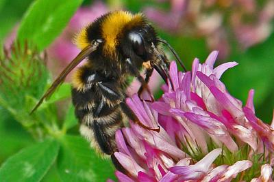Bumble Bee on Red Clover