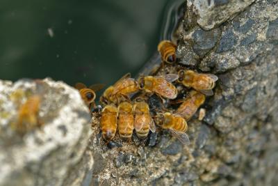 Bees Gathering Water