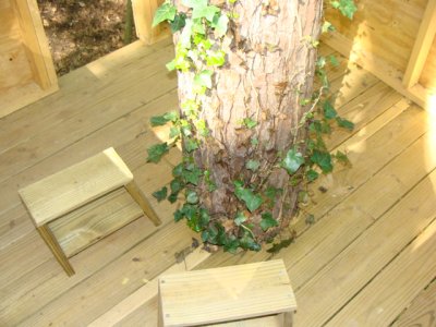 Tree coming through the house