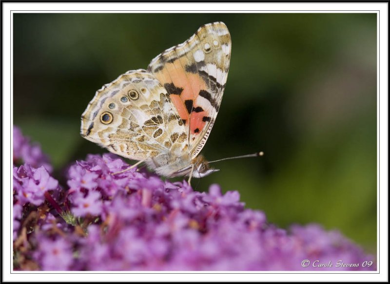 Painted lady - Vanessa cardui