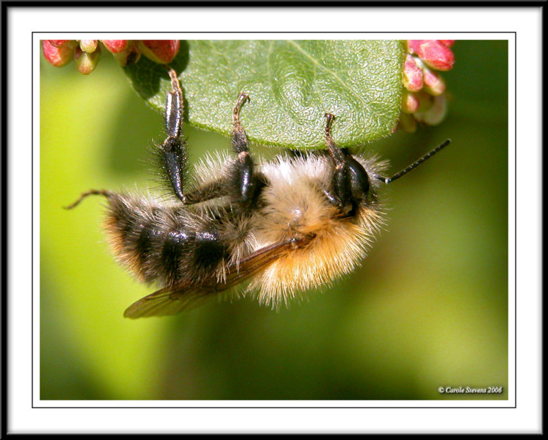 Bee on Honeysuckle!