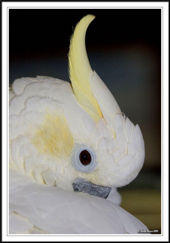 Beautiful Jaspar!