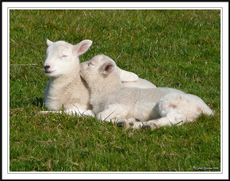Its hard work being a lamb!