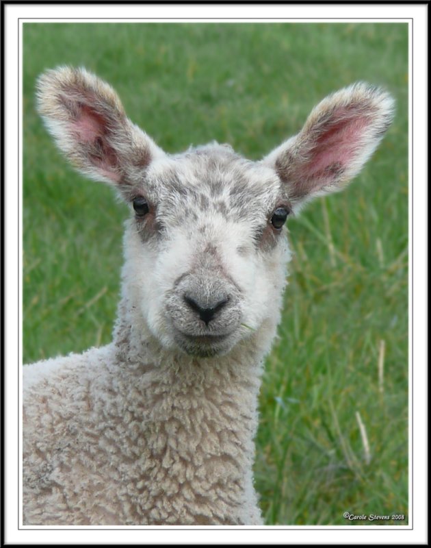 Who are ewe?