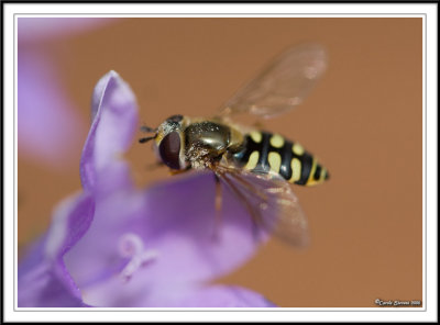 Hoverfly covered in Campanula pollen grains!