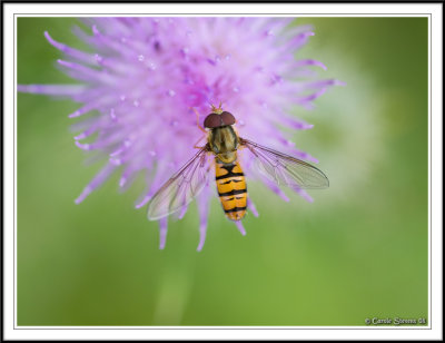 Hoverfly on a thistle.