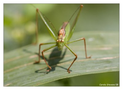 Speckled Bush Cricket- Leptophyes punctatissima !