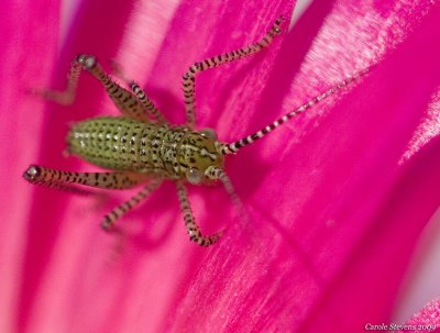 Baby Speckled bush cricket - Leptophyes punctatissima