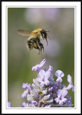 Rocket fuel for a Bombus pascorum.(M)