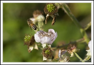 Honey bee inflight- Apis melifera