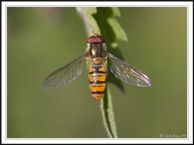 Hoverfly - Episyrphus balteatus