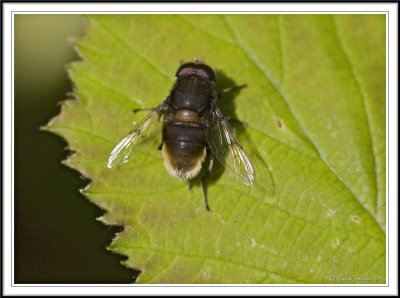 Hoverfly - Volucella bombylans