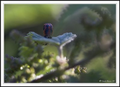 Ladybird getting ready to pupate in aggressive pose..