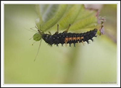 Ladybird larvae and pupae:: 2 Subgalleries