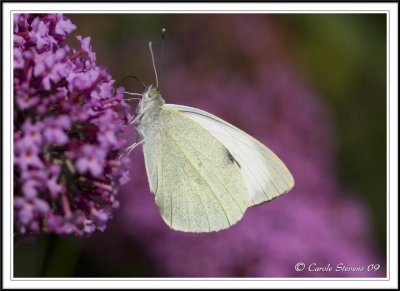 Large white butterfly - Pieris brassicae.