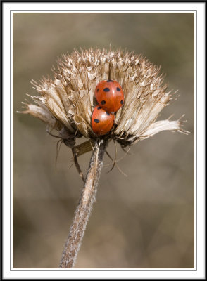 Ladybirds 1 subgallery!