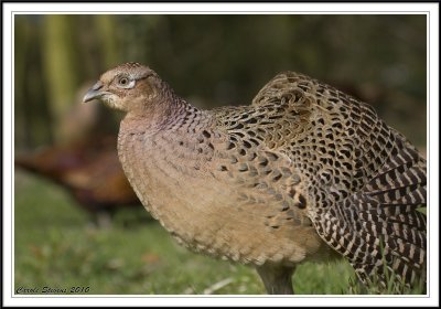 Female Pheasant stretching.