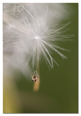 Baby spider on dandylion seed!