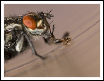 Flesh fly feeding on glass.