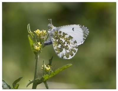 White and Yellow Butterflies ; Family Pieridae