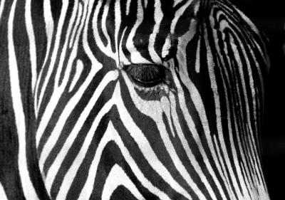 The eye of the Zebra!