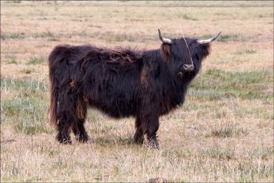 Highland Bull!