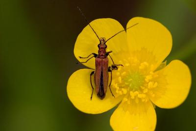 Click beetle - (Oedemera nobilis) on buttercup.Click beetle - Oedemera nobilis