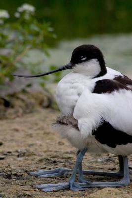 Avocet mum and chick.