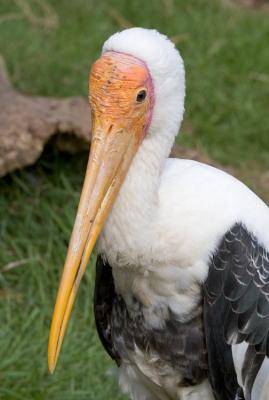 Stork portrait.