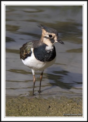 Jeuvenile Lapwing!