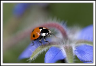Seeven spot ladybird - Coccinella 7-punctata