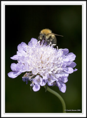 Bee on Scabius flower!
