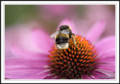 Bee on Echinacea flower!