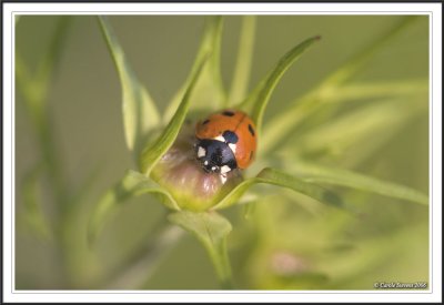 Seven spot ladybird - Coccinella 7-punctata