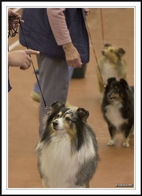 For Dog Lovers!