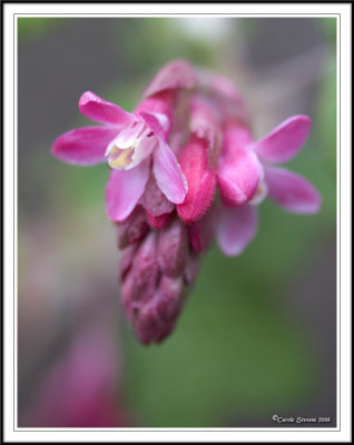 Redcurrant!