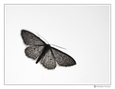 31 - Black Butterfly