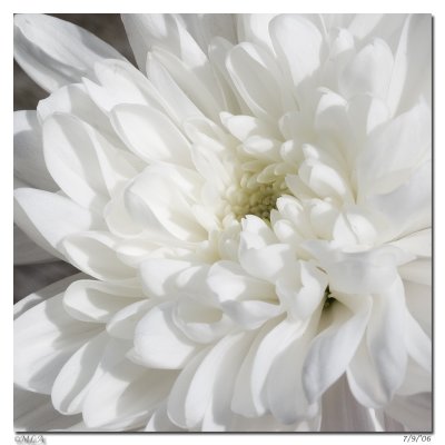 7 september: white autumnflower