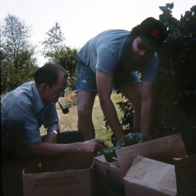 Dad and I packing tomatos for the trip to Ridgefield.