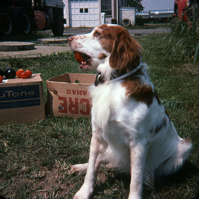 Dad's dog Freckles retreiving a tomato.