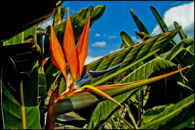 HDR Flora