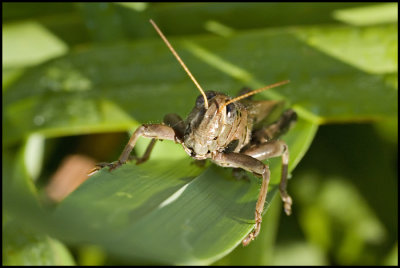 Grasshopper #1