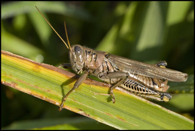 Grasshopper #2