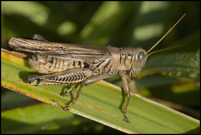 Grasshopper #4