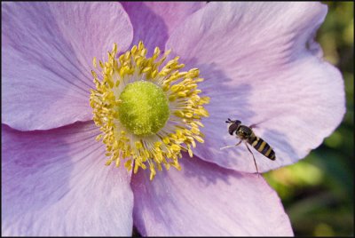 Hover Fly and Anemonie