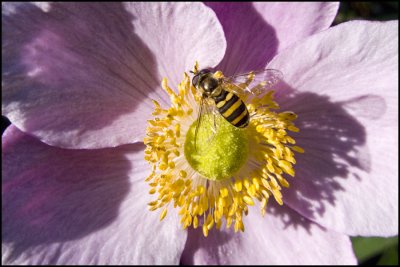 Hover Fly and Anemonie-2