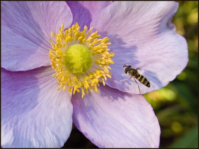 Anemoni & Hover Fly-3
