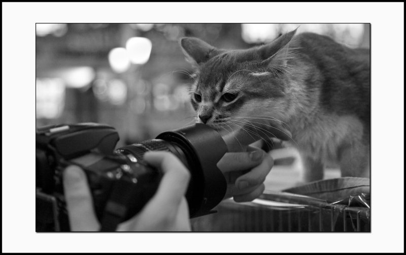 Le chat et le photographe