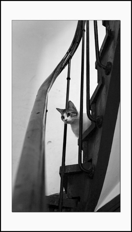 La chatte dans l'escalier